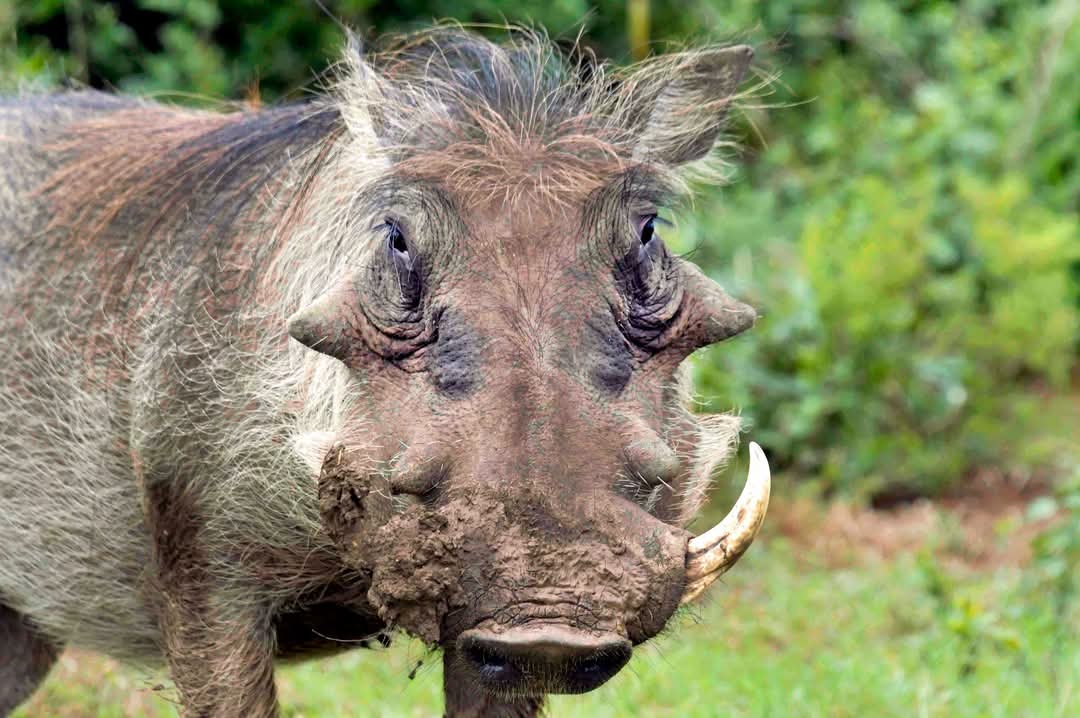 port elizabeth safari tours