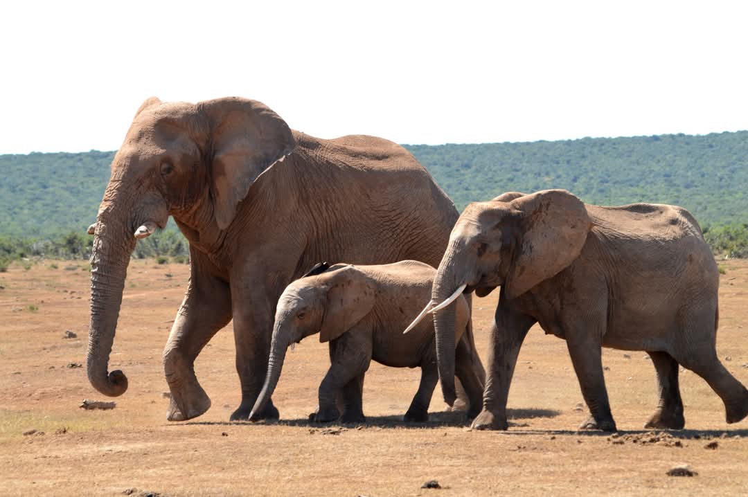 port elizabeth safari tours